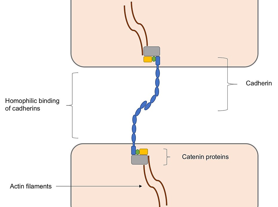 Schematic of cadherins engaging in homophilic binding at the adherens junction. Not the same as AF, but structurally homologous. Source: lu.qianhe, [CC BY-SA 4.0](https://creativecommons.org/licenses/by-sa/4.0), via Wikimedia Commons