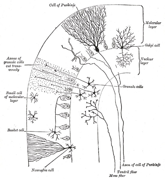 The layout of the neural circuitry of the cerebellar cortex. Source: Henry Vandyke Carter, Public domain, via Wikimedia Commons