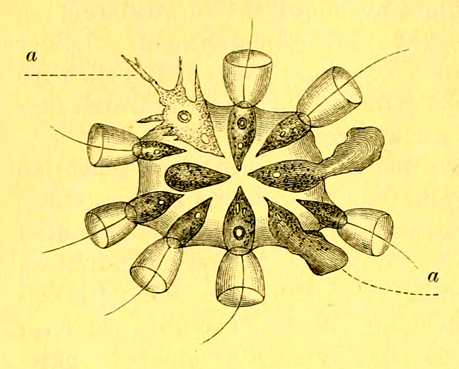 Illustration of small colony of choanoflagellates, the single-celled ancestors to all metazoa. Source: Iliá Méchnikov, Public domain, via Wikimedia Commons