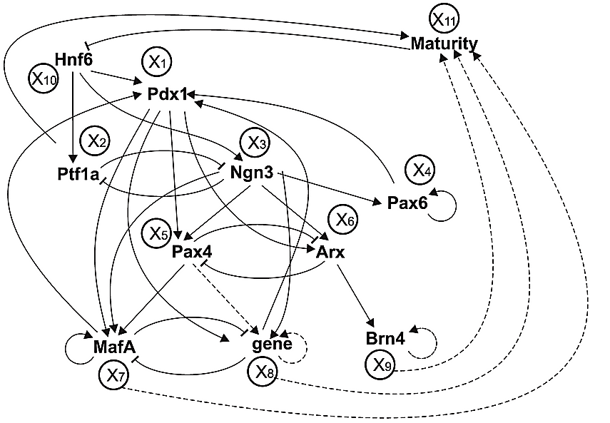 Gene regulatory network diagram for pancreatic cell differentiation. All GRNs take output from the outside world via ligand-receptor interactions. Source: Zhou JX, Brusch L, Huang S, [CC BY 4.0](https://creativecommons.org/licenses/by/4.0), via Wikimedia Commons