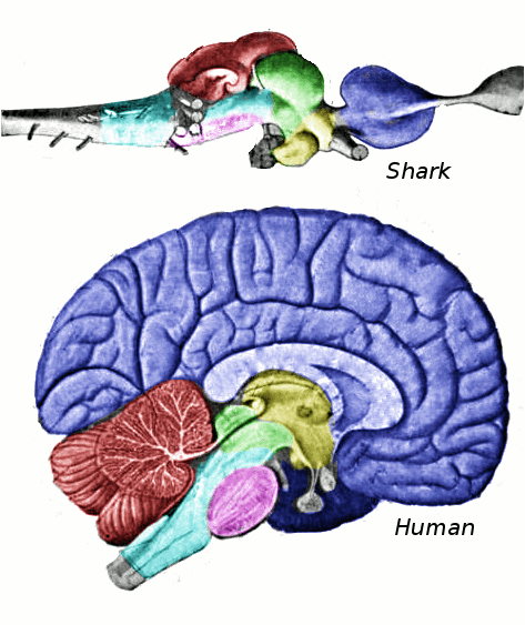 Diagrams of the shark and human brain, with homologous regions colored. Blue: telencephalon; red: cerebellum; yellow: diencephalon; purple: pons; green: mesencephalon; cyan: medulla. Source: Looie496, Public domain, via Wikimedia Commons